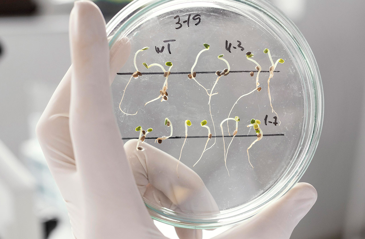 MEDICAL MYCOLOGY